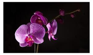 Fototapeta - Rosa na orchideji I 450x270 + zdarma lepidlo
