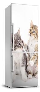 Nálepka fototapeta lednička Dvě kočičky FridgeStick-70x190-f-120060855