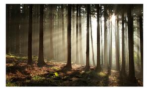 Fototapeta - Jehličnaté lesy 450x270 + zdarma lepidlo