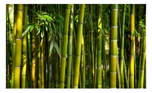 Fototapeta - Bambusový les 450x270 + zdarma lepidlo