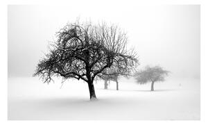 Fototapeta - Stromy v zimě 450x270 + zdarma lepidlo