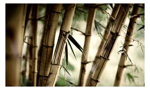Fototapeta - Mlha a bambusový les 450x270 + zdarma lepidlo