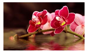 Fototapeta - Krásné květy orchidejí na vodě 450x270 + zdarma lepidlo