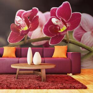 Fototapeta - Krásné květy orchidejí na vodě 450x270 + zdarma lepidlo