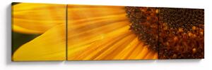 Obraz - Slunečnice (170x50 cm)