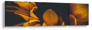 Obraz - Slunečnice v černém pozadí (170x50 cm)