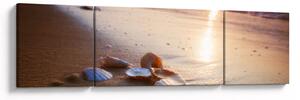 Obraz - Mušle (170x50 cm)