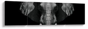 Obraz - Slon na černém pozadí (170x50 cm)