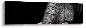Obraz - Sloní kly (170x50 cm)