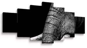 Obraz - Sloní kly (210x100 cm)