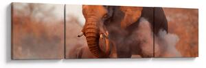 Obraz - Velký slon africký (170x50 cm)