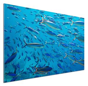 Panel do kuchyně Korálové ryby pl-pksh-100x70-f-39421860