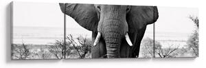 Obraz - Slon africký II. (170x50 cm)