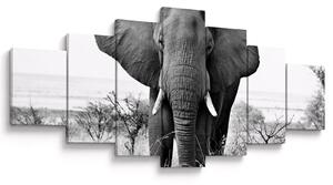 Obraz - Slon africký II. (210x100 cm)