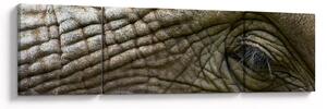 Obraz - Detailní fotografie starého sloního oka (170x50 cm)