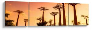 Obraz - Západ slunce v uličce Baobab (170x50 cm)