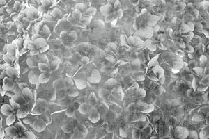 Fototapeta - Abstraktní květy jabloně I. 225x250 + zdarma lepidlo