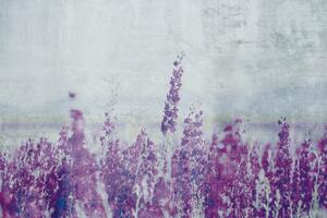 Fototapeta - Abstraktní fialové květy 225x250 + zdarma lepidlo