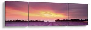 Obraz - Levandulové pole (170x50 cm)