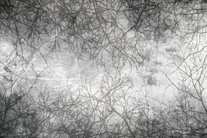 Fototapeta - Abstraktní větve 225x250 + zdarma lepidlo