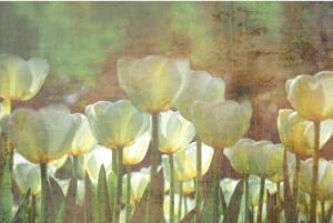 Fototapeta - Abstraktní bílé tulipány 225x250 + zdarma lepidlo