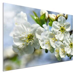 Dekorační panel sklo Květ višně pl-pksh-100x70-f-82566454