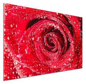 Panel lacobel Kapky vody na růži pl-pksh-100x70-f-83790041