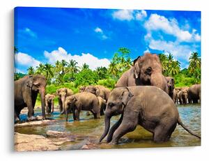 Obraz - Sloni, Sri Lanka (70x50 cm)