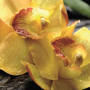 Paraván Kouzlo žluté orchideje Rozměry: 180 x 170 cm, Provedení: Klasický paraván