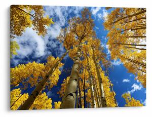 Obraz - Aspen (70x50 cm)