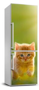 Nálepka fototapeta lednička Červená kočka FridgeStick-70x190-f-84856459