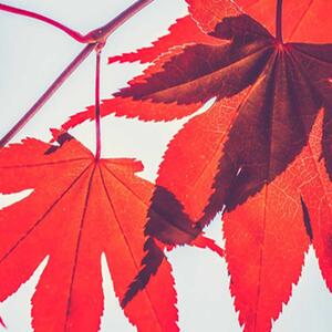 Paraván Červené listy na podzim Rozměry: 180 x 170 cm, Provedení: Klasický paraván