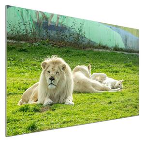 Dekorační panel sklo Béžové lvy pl-pksh-100x70-f-93716692