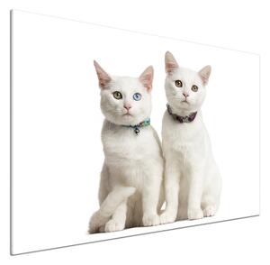 Dekorační panel sklo Bílé kočky pl-pksh-100x70-f-97350767