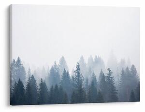 Obraz - Zamlžený les (70x50 cm)