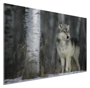 Dekorační panel sklo Šedý vlk pl-pksh-100x70-f-57875164
