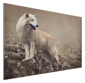 Panel lacobel Bílý vlk na skále pl-pksh-100x70-f-60381309