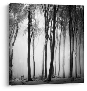 Obraz - Vlk v temném lese (30x30 cm)