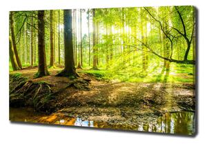 Foto obraz na plátně Sluneční paprsky les pl-oc-100x70-f-101332192