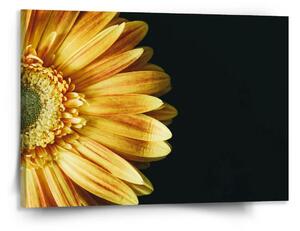 Sablio Obraz žlutá gerbera - 150x110 cm