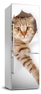 Samolepící nálepka na ledničku stěnu Kočka FridgeStick-70x190-f-52539512