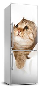 Samolepící nálepka na ledničku stěnu Kočka FridgeStick-70x190-f-52539481