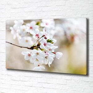 Moderní obraz canvas na rámu Květy višně pl-oc-100x70-f-100965392