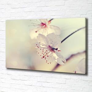 Foto obraz na plátně do obýváku Květ višně pl-oc-100x70-f-102906126