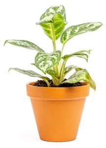 Aglaonema Amazon Silver, průměr 12 cm Aglaonema, Spící panna