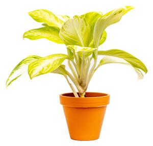 Aglaonema Arctic Lime, průměr 12 cm Aglaonema, Spící panna