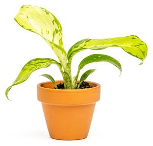 Dieffenbachia Snow, průměr 6 cm Difenbachie, mramornatka