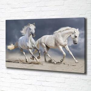 Foto obraz tištěný na plátně Bílí koně pláž pl-oc-100x70-f-106869148