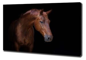 Foto obraz na plátně do obýváku Hnědý kůň pl-oc-100x70-f-114030424