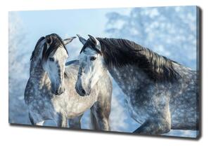 Foto obraz na plátně Zima šedý kůň pl-oc-100x70-f-116887257